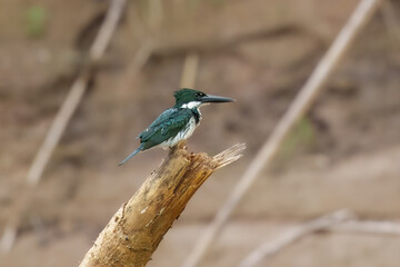 Green Kingfisher Chloroceryle americana, Small kingfisher with disproportionately long bill. Dark glossy green above with white throat, collar, and spots on wings. Tail often held cocked up. 