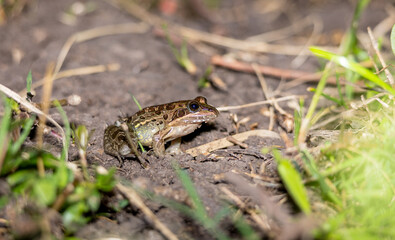 Tiny Wrestler Frog (Leptodactylus luctator) Close-Up in Grass and Mud, Gualeguaychú, Argentina – Wildlife Amphibian Photography