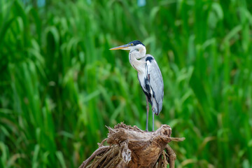 Cocoi Heron Ardea cocoi, sitting on the branch. Large and lanky with gray-blue back, white neck, and black cap. Widespread and conspicuous (though not abundant) in marshes, rivers, and lakes 