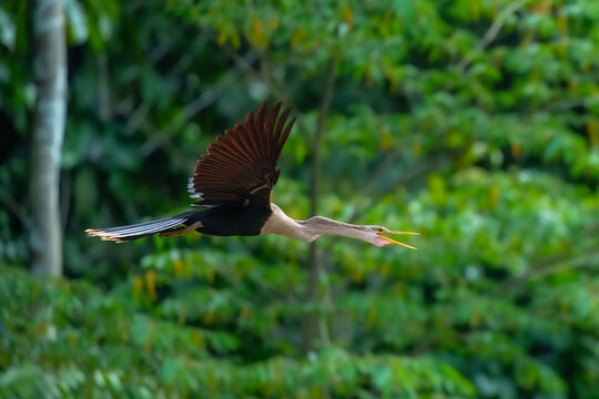 Anhinga anhinga in flight. Long-necked &ldquo;snake bird&rdquo; found in wooded swamps, marshes, and ponds. Males are black with white on wing; females similar but with brownish neck and head. Peru.