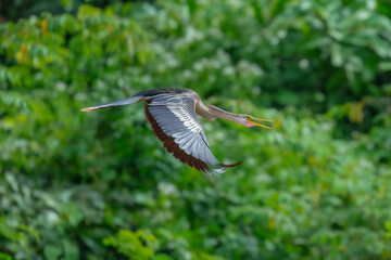 Anhinga anhinga in flight. Long-necked “snake bird” found in wooded swamps, marshes, and ponds....