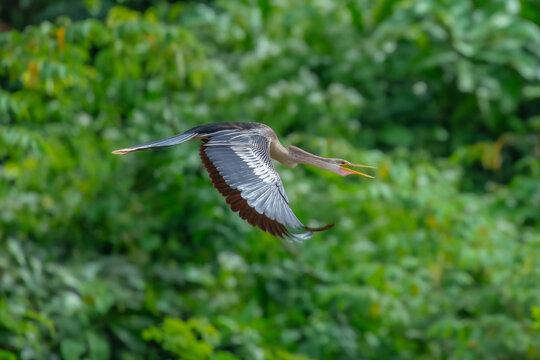 Anhinga anhinga in flight. Long-necked &ldquo;snake bird&rdquo; found in wooded swamps, marshes, and ponds. Males are black with white on wing; females similar but with brownish neck and head. Peru.