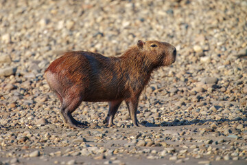 The capybara animal in Peru, river Manu. Wildlife of tropical jungle in South America. Capybara giant rodent. BIggest in the world rodent big capybara adult in the wild nature