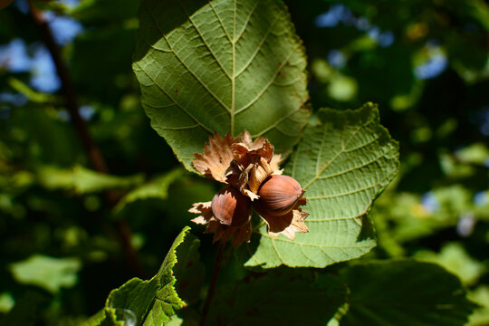 American Hazelnut (Corylus americana). Fresh hazelnuts on a branch with green leaves. Bunch of ripening hazelnuts on a tree.