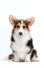 Welsh Corgi Pembroke Dog Sitting on White Background, Looking at Camera.