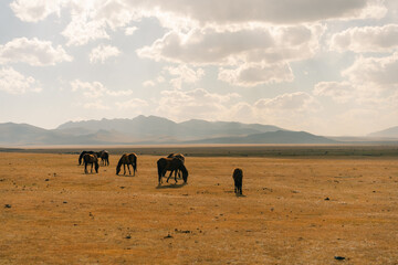 horses on Son kol lake Kyrgyzstan 