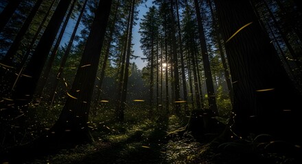 Fireflies or Glow Worms Flying in a Tall Pine Forest with Sunbeams - Magical and Eerie Wood Scene