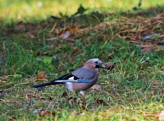 Eichelhäher (Garrulus glandarius) mit Zapfen