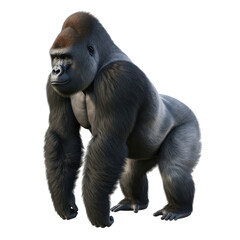 Obraz premium Powerful silverback gorilla stands proudly, isolated studio shot isolated on transparent background