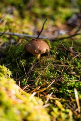 Fototapety na wymiar - Fototapeta24.pl