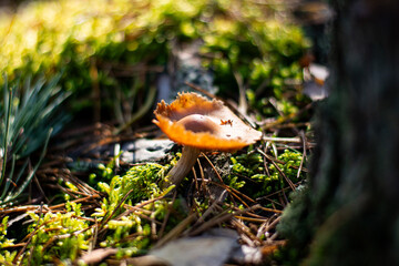 Fototapety na wymiar - Fototapeta24.pl