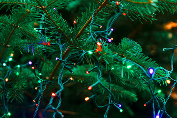 Lush evergreen Christmas tree branch, its dense green needles wrapped in strings of multicolor fairy lights. Twinkling bulbs glow softly against foliage, evoking festive holiday warmth