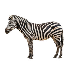 Obraz premium Striking full body profile of a majestic zebra standing calmly isolated on transparent background