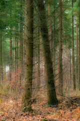 Sosny w lesie © Slav