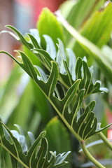 Close-up of vibrant green philodendron plant leaves in natural sunlight
