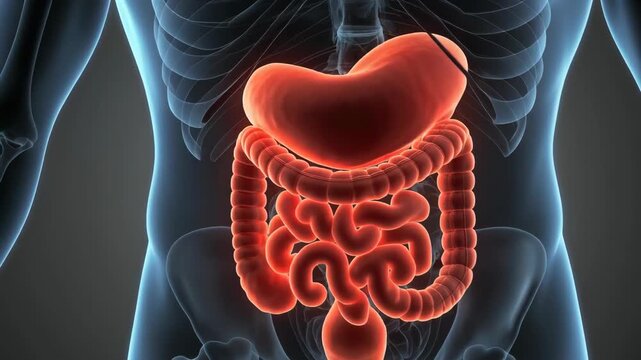 Anatomical rendering showing the human digestive system with the stomach, colon, intestines, and skeletal frame