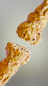 neurotransmitter release mechanisms. Neurotransmitters are packaged into synaptic vesicles transmit signals from a neuron to a target cell across a synapse. opioids, Acetylcholine release, 3d render