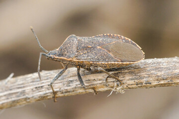 Closeup shot of an Oregon squash Anasa tristis, a pest species on squash and pumpkins