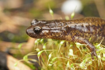 Close up of a gravid female of Dunn's salamander, Plethodon dunni in the Columbia river Gorge, Oregon