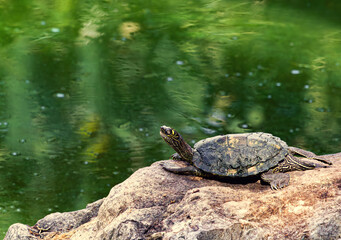 Obraz premium Tortue de Floride