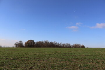 Fototapeta premium autumn landscape with trees