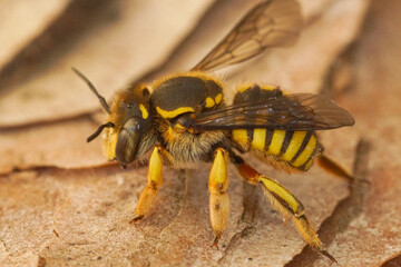 Closeup on a yellow striped European common woolcarder bee, Anthidium manicatum