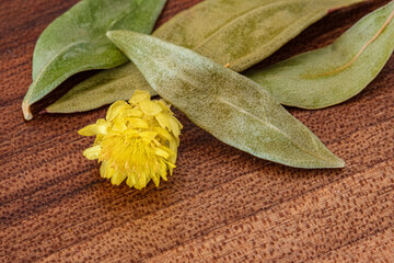 Close-up macro shot of pale green dried botanical leaves and vibrant yellow everlasting flower head...