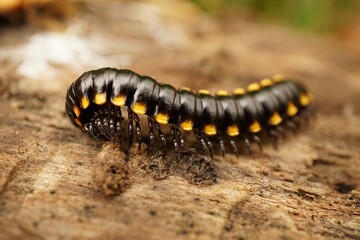 A black and yellow millipede is shown in close-up as it crawls across a rough wooden surface, with a green out-of-focus background.