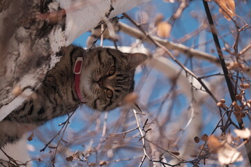 cat on the tree