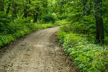 Path in Bialowieza Forest in Poland