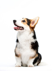 Happy Pembroke Welsh Corgi Dog Sitting and Looking Up to the Side, Isolated on White Background.
