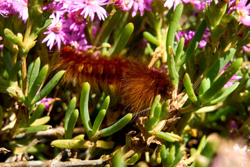 S&uuml;dafrika West Coast National Park Marine Protected Area