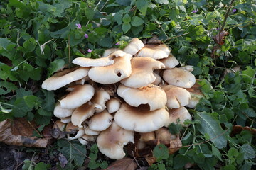 Fototapeta premium Oyster Mushroom (Pleurotus) in the woods