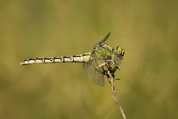 Trzepla zielona siedząca na cienkiej gałązce, smukła ważka na jasnym tle łąki. © Henryk Guziak