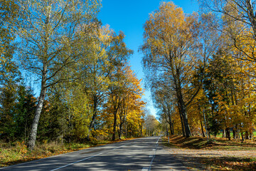 Obraz premium colorful autumn landscape with a road and an old tree alley, autumn nature, sunlit trees on an autumn day