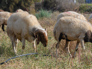 Horned Rams Leading Cypriot Flock