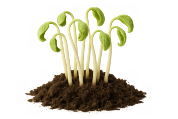 Young green sprouts growing from a mound of fertile soil, symbolizing new life, growth, and sustainable agriculture, transparent background
