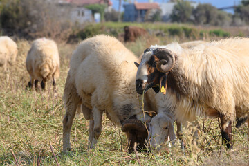 Two Large Rams Grazing Among Sheep in Cyprus