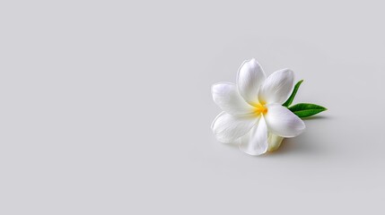Obraz premium Elegant White Flower with Yellow Center Isolated on Soft Gray Background, Perfect for Nature-Themed Design and Minimalist Aesthetic