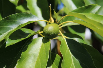planta fruta abacate - Persea americana