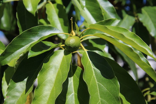 planta fruta abacate - Persea americana