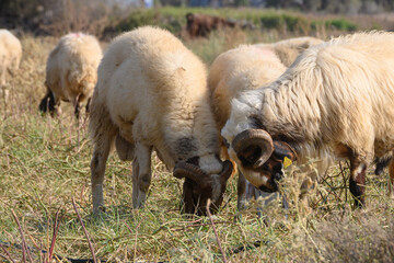 Mature Rams in Cypriot Sheep Flock
