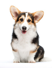 Smiling Pembroke Welsh Corgi Dog with Open Mouth Sitting on White Background.