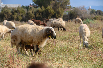 Obraz premium Impressive Ram Grazing Among Sheep Flock