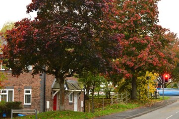 Autumn street with brick house, traffic light, and colorful trees