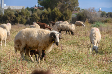 Dominant Horned Ram Leading Grazing Flock