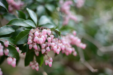 春の訪れを告げる、やさしい光に包まれたアセビの花