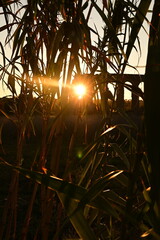 sun shining through the trees