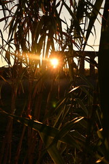 sunset in the forest