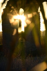 sun rays through the trees